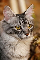 close up portrait of a cat
