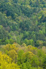 Fototapeta na wymiar Greening Forest from the Foothills Parkway, TN