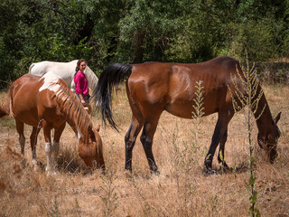 Female horse owner watching her horses graze in a meadow in summer.