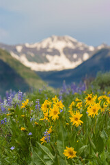 Spring Mountain Blossoms