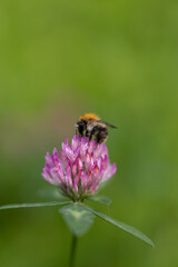 Bee on pink flower green background cute