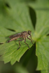 roberfly macro on green leaf