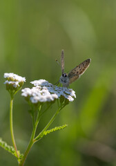 Small brown orange butterfly black spots on white blossoms