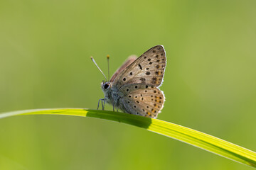 Small brown butterfly Lycaenidae on leaf sunshine green background