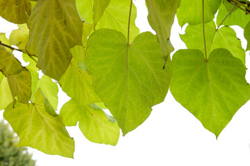 Fototapeta na wymiar Catalpa foliage detail