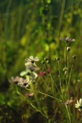 flower in the forest