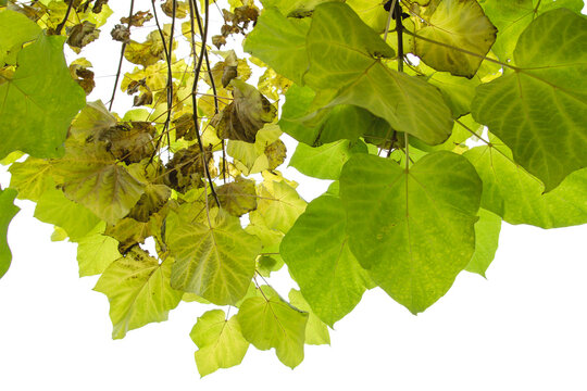 Catalpa foliage detail