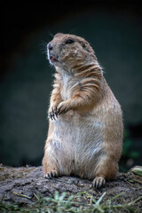 CURIOUS PRAIRIE DOG STANDING TO LOOK AROUND