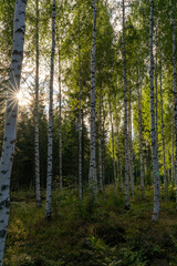 vertical landscape view of bright birch trees in a lush green summer forest with a sun star shining through the leaves