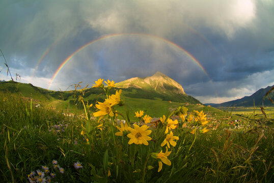 Sunflower Rainbow