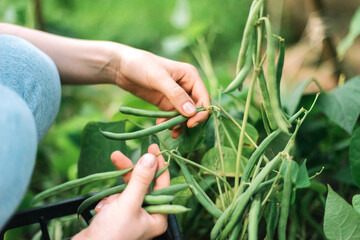 Young woman picking green beans from the vegetable garden