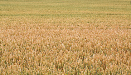 Fields and grain from which bread is made to eat.