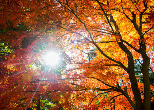 sun shining through autumn tree's at Tokyo gardens