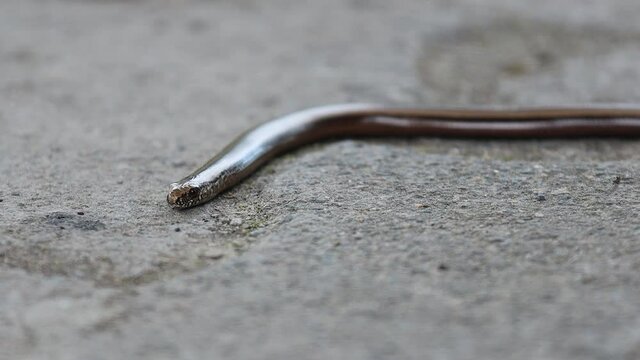 a slow worm outdoors video in 4k