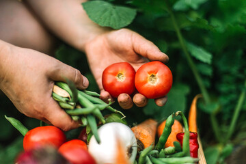 Woman holding freshly harvested red tomatoes at organic farm