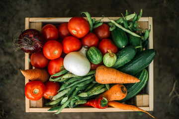 box of fresh organic vegetables  at organic farm