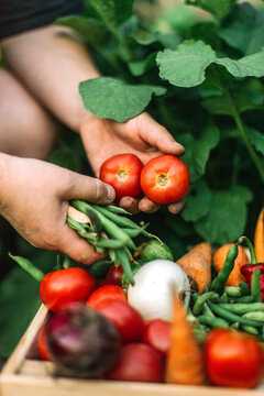 Woman holding  freshly harvested red  tomatoes  at organic farm