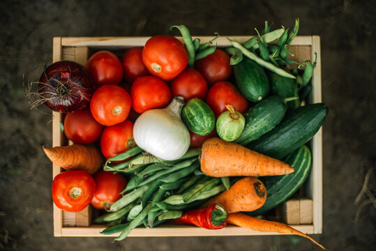 box of fresh organic vegetables  at organic farm