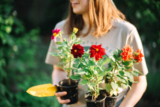 young woman  holding flower pot while working in garden