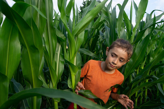 smiling curiously boy in green cornplants