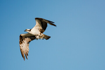 View from below of an osprey flying across a blue sky with a sculpin