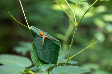 Tan Nursery Web Spider (Pisaurina mira) Missing One Leg Resting
