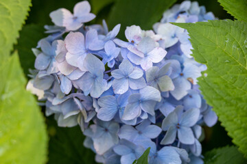 Close up of Pale Blue Hydrangea Flowers and Leaves