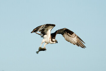Side view of an osprey flying with a flat fish