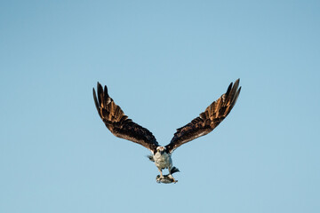 Straight on view of an osprey with a fish flying with wings spread