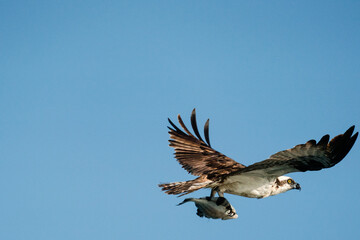 Closeup view of an osprey in flight carrying a flounder