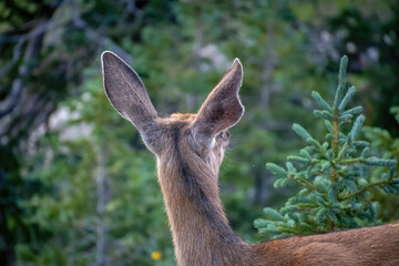  DEER WITH PERKED UP EARS LOOKS OFF INTO FOREST-