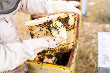 Fototapeta na wymiar beekeeper collecting honey from his hives