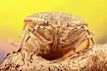 Super macro photo of a Acanthosomatidae beetle. Stacking Macro photo of an insect on a yellow background. Incredible details of the animal.
