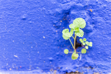 Naklejka na ściany i meble Fresh young green leaves of a weed sprouting from a wall