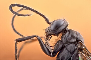 Super macro portrait of an underground wasp. Stacking Macro photo of an insect on a light beige...