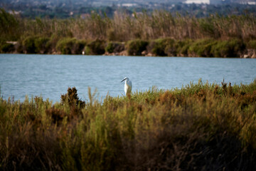 Fototapeta premium Spoonbill bird in the salt flats of Santa Pola, Spain