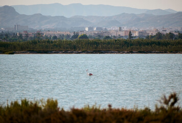 Flamingo bird in the salt flats of Santa Pola, Spain