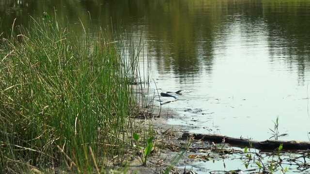 small black snake swims near the shore near the water