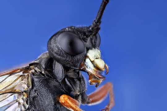 Super macro portrait of an underground wasp. Stacking Macro photo of an insect on a blue background. Incredible details of the animal.