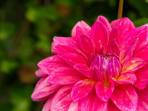 Close-up of a beautiful pink "Scaur Swinton" dahlia flower