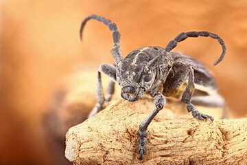 A longhorn beetle is sitting on a tree on a light beige background in close-up. Macro of a barbel beetle, the insect completely fits into the frame.
Macrophotography of the beetle in very high detail 