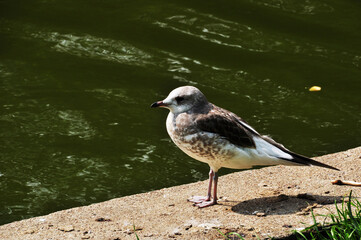 There is a small seagull on the stone base of the pond. Seagull on the background of a pond in a city park.