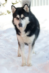 Naklejka premium Black and white Alaskan Malamute dog running through the snow-covered yard in cold winter. High quality photo