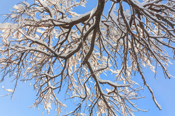 A picture with snow-covered tree branches and snowflakes on a blue sky background