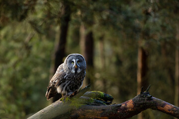 Majestic bird of prey, Great grey owl, Strix nebulosa perched on branch with moss in autumn forest