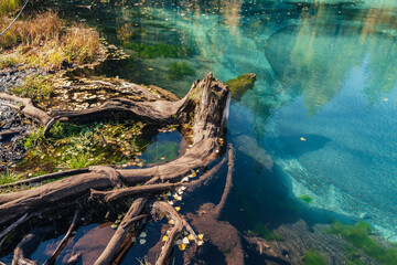 Colorful autumn landscape with tree stump in clear water of turquoise lake with reflection of yellow trees in sunshine. Mountain lake in golden autumn colors. Unusual transparent lake in fall time.