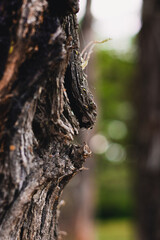 Corteza de árbol en un ambiente selvático. 