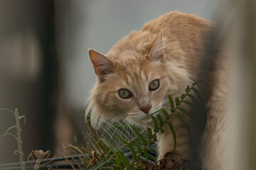 Ginger cat staring