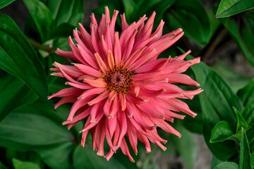 Gentle salmon colored zinnia flower close up on green leaves background. Delicate cactus zinnia...