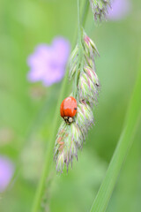 Ladybug is eating aphids on a green grass - obrazy, fototapety, plakaty